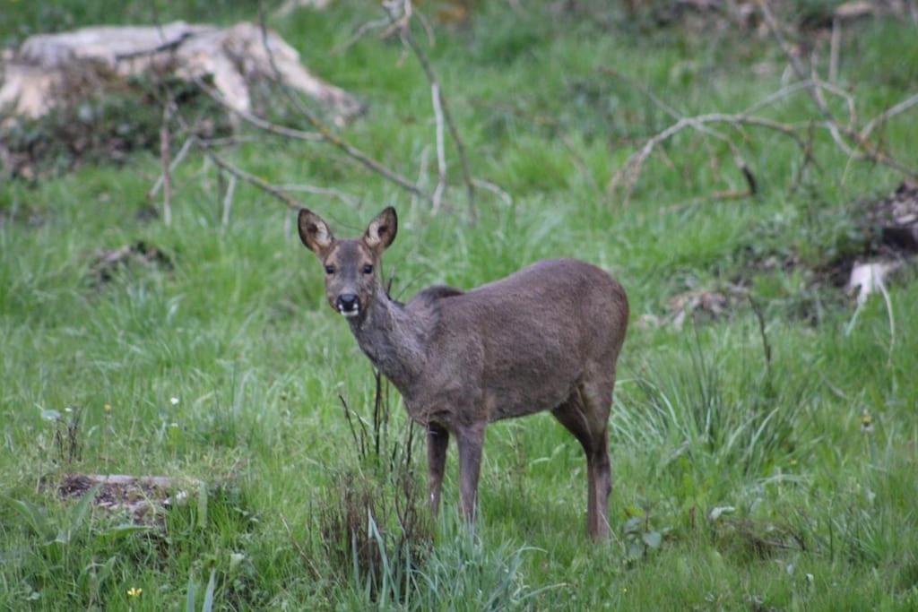 Gite La Cabuche Proche Du Zoo De Beauval Le Controis-en-Sologne エクステリア 写真