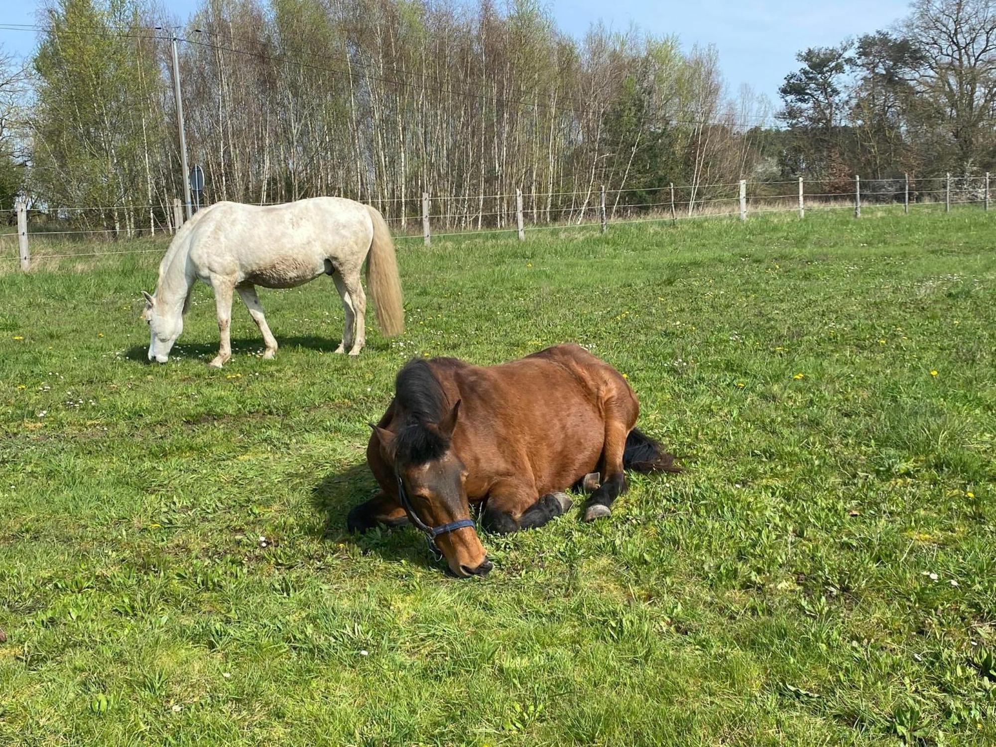 Gite La Cabuche Proche Du Zoo De Beauval Le Controis-en-Sologne エクステリア 写真